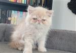 Superlief Perzisch kitten katertje