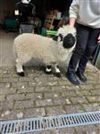 Walliser schwarznase schapen 