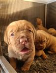 Bordeaux dog pups stamboom KMSH