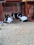 Hollander konijnen