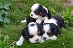 Cavalier King Charles pups 