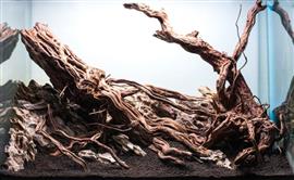 Golden wood 30-40cm aquarium decoratie hout