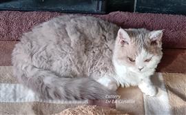 Superschattig Selkirk Rex kitten poesje