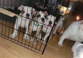 Engelse Bulldog pups zoeken een goed huis.