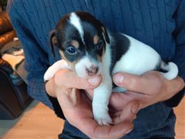 Jack Russel pups