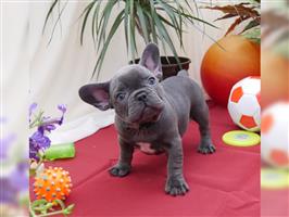 Franse bulldog-pups