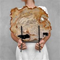 GEEN RESERVEPRIJS - Prachtig stuk versteend hout op standaard - Gefossiliseerd hout - Petrified Wood