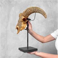 GEEN RESERVE PRIJS - Skull Art - Volledig gesneden bruine ramschedel op een aangepaste standaard - G