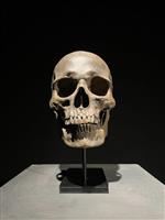 Beeld, NO RESERVE PRICE - Stunning human skull statue on stand - Brown Colour - Museum Quality - 24 