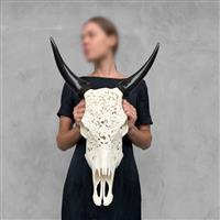GEEN RESERVE PRIJS - Handgesneden witte koeienschedel - Rose Motif- Gesneden schedel - Bos taurus - 