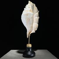 GEEN RESERVEPRIJS - Prachtige Spider Conch Shell op een aangepaste standaard- Zeeschelp - Lambis lam
