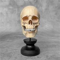 Snijwerk, NO RESERVE PRICE - Stunning Wooden Human Skull With A Beautiful Grain - 17 cm - Tamarindus