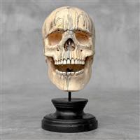 Snijwerk, NO RESERVE PRICE - Hand-carved Wooden Human Skull With Stand - 17 cm - Tamarinde hout - 20
