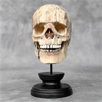 Snijwerk, NO RESERVE PRICE - Hand-carved Wooden Human Skull With Stand - 20 cm - Tamarinde hout - 20