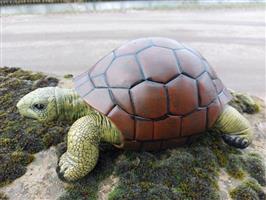 Beeld, lifelike turtle - 14 cm - polyresin