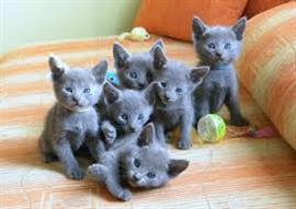 Russisch blauwe kittens beschikbaar 