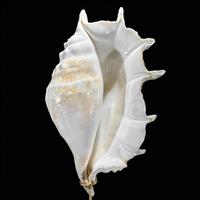 GEEN RESERVEPRIJS - Prachtige Spider Conch Shell op een aangepaste standaard - Zeeschelp - Lambis la