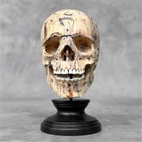 Snijwerk, NO RESERVE PRICE - Stunning hand-carved wooden human skull with a beautiful natural grain 
