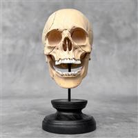 Snijwerk, NO RESERVE PRICE - Stunning Wooden Human Skull With A Beautiful Grain - 18 cm - Tamarinde 
