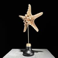 GEEN MINIMUMVERKOOPPRIJS - Zeester op standaard - Zeeschelp - Asteroidea  (Zonder Minimumprijs)