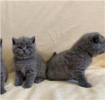 Lieve Greyjs Britse korthaar kittens