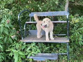 Te koop Irish soft coated wheaten terriër pups 