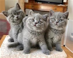 Lieve Britse korthaar kittens