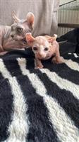 Verkoop Sphynx-kittens