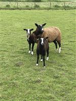 Zwartbles ooien en lammeren