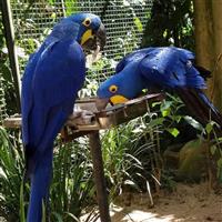 Schattig paar hyacintara-papegaaien beschikbaar.