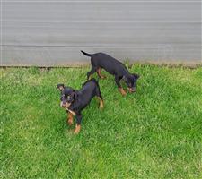 dwergpinscher
