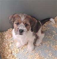booer pups ( shih tzu met fox )