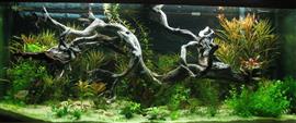Spider wood 50-65cm aquarium decoratie hout