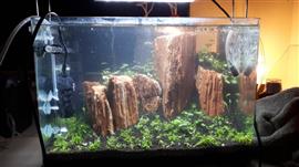 Red Wood stone 10-15cm - aquarium decoratie stenen