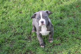American Bully pups goed opgevoed 