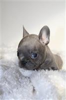 Franse Bulldog pups in huis opgevoed