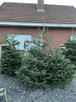 KERSTBOMEN       IN POT      .VAN  60CM  TOT 2 M