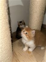 Britse korthaar kittens te koop