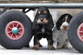 Engelse Cocker Spaniel pups te koop