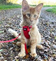 Schattige Maine Coon kitten 