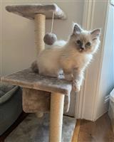 Schattige kitten 