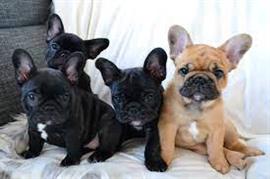 Franse bulldog pups