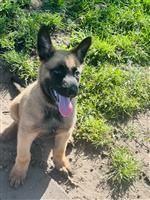 Belgische Mechelse herder pups te koop 