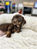 Jack russel x teckel pups te koop 