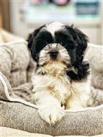 prachtige shih-tzu pupjes te koop 