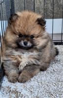 Pomeranian pups met stamboom