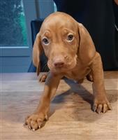 Mooie Vizsla pups 