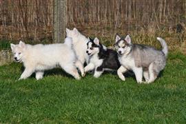 Prachtige Siberische Husky Pups te Koop.