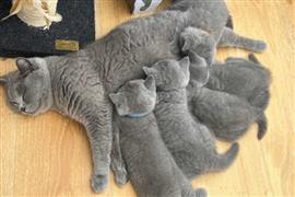 Rassen van Britse Korthaar Kittens