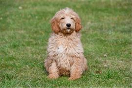 Goldendoodle Pups Te Koop
